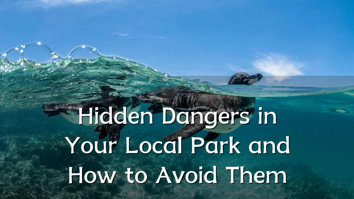 Hidden Dangers in Your Local Park and How to Avoid Them