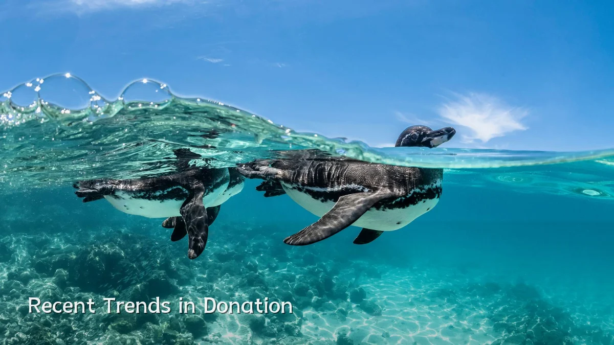 Recent Trends in Donation