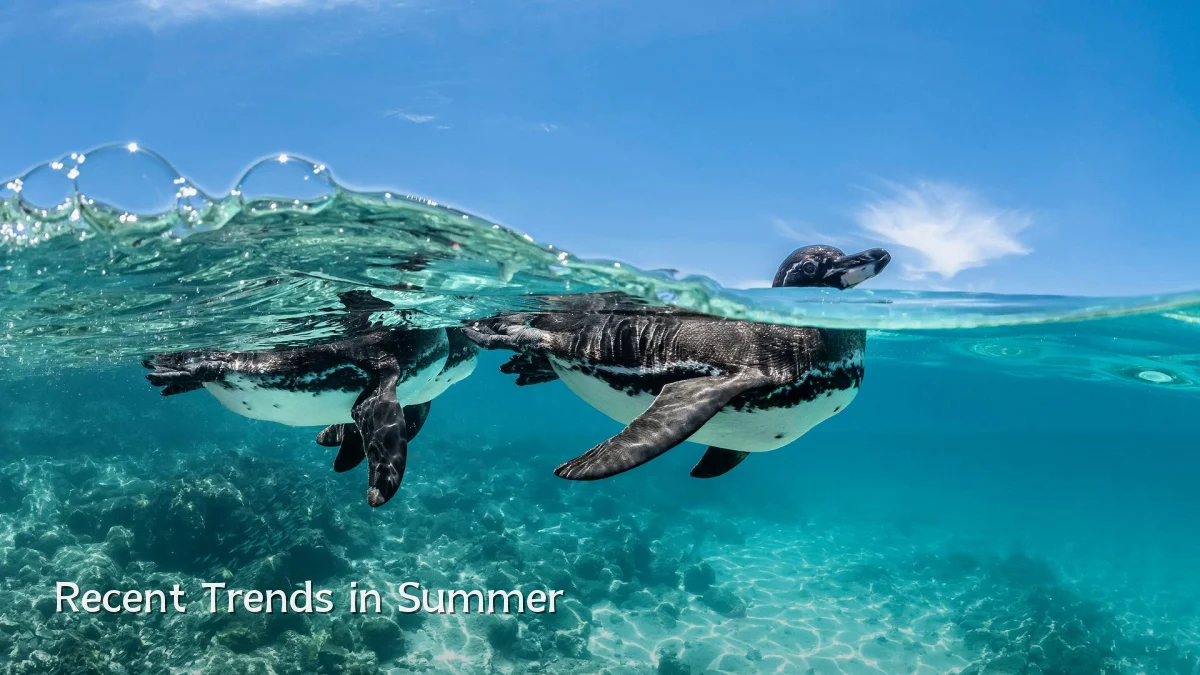 Recent Trends in Summer